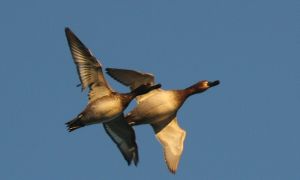 Birdwatching: il camp di Swarovski Optik nell'Oasi del Frassino a Peschiera del Garda