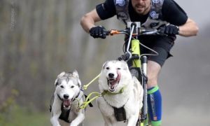 Bikejoring: in bici e cani da slitta per rievocare la “Corsa del siero” allo Sporting Club Monterosa di Novara