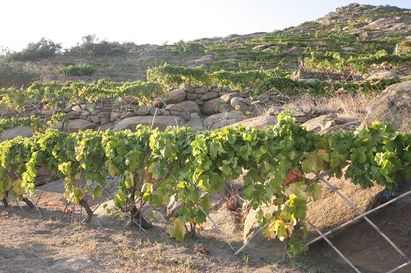 vigne terrazzate isola giglio