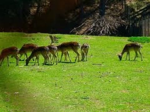 Nasce il portale dei parchi della Sila e Appennino Lucano