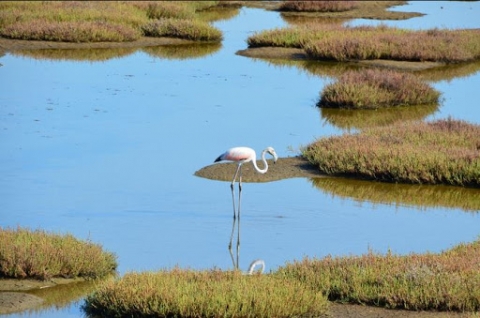 Ambiente: Giornata Mondiale delle Zone Umide a 50 anni dalla loro istituzione con la Convenzione di Ramsar in Iran