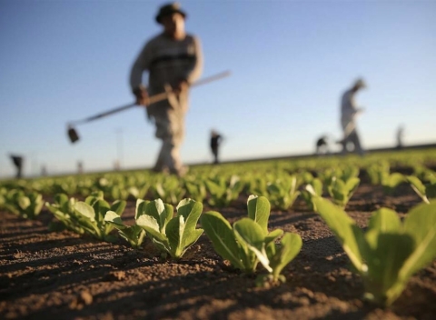 Servizio Civile Agricolo: il 2 ottobre la pubblicazione del bando che sostituisce la leva militare