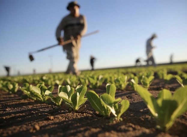 Servizio Civile Agricolo: il 2 ottobre la pubblicazione del bando che sostituisce la leva militare