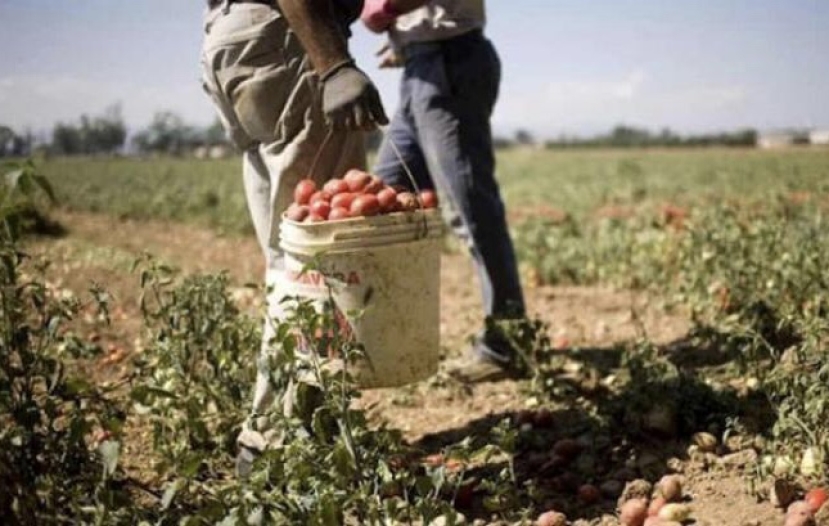 Morte Singh: indagato il titolare dell’azienda agricola di Latina per omicidio colposo