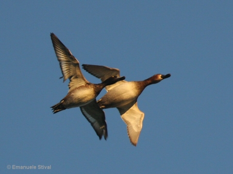 Birdwatching: il camp di Swarovski Optik nell'Oasi del Frassino a Peschiera del Garda