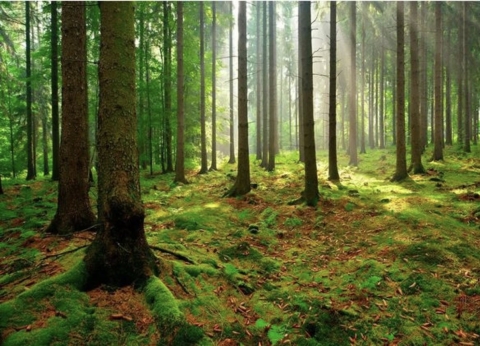 Ue: approvata dai ministri dell’Ambiente la “Nature Restoration Law”. Ecco che cosa prevede