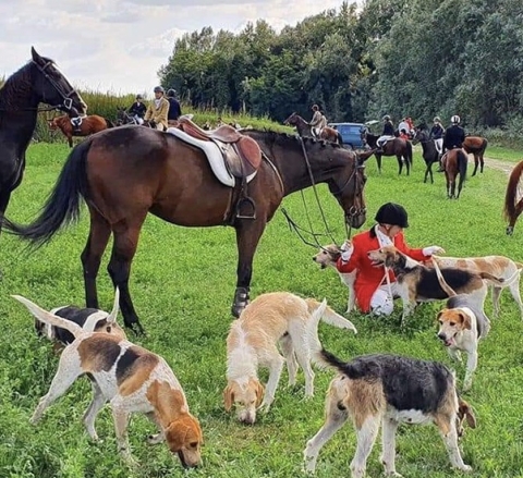 Scozia: addio alla caccia alla volpe dopo 252 anni. Il Parlamento vieta l’uso dei cani