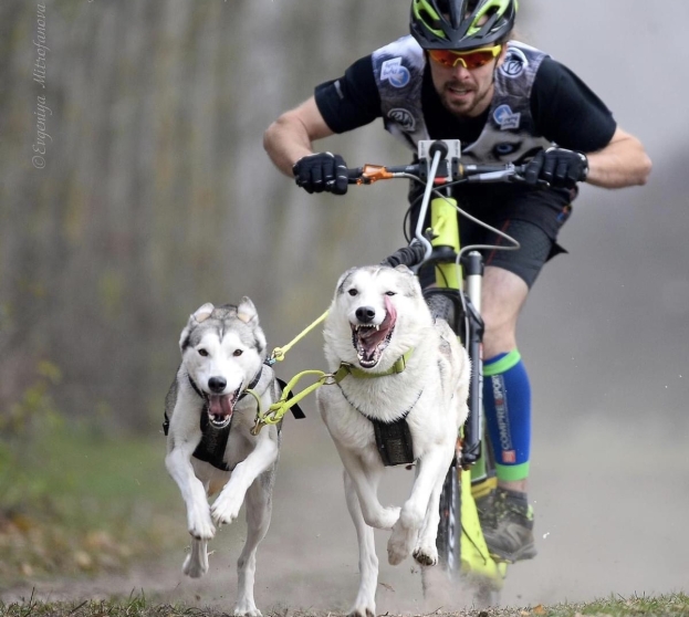 Bikejoring: in bici e cani da slitta per rievocare la “Corsa del siero” allo Sporting Club Monterosa di Novara