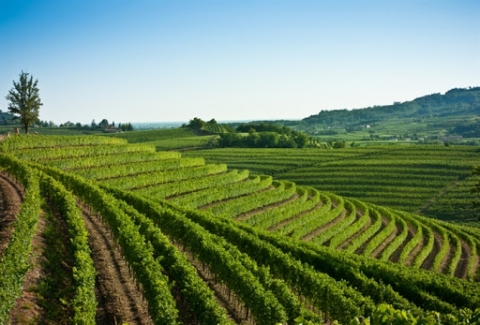 La buon annata dei bianchi del Collio. Iniziata la raccolta delle uve nelle zone calde di Cormons e Capriva