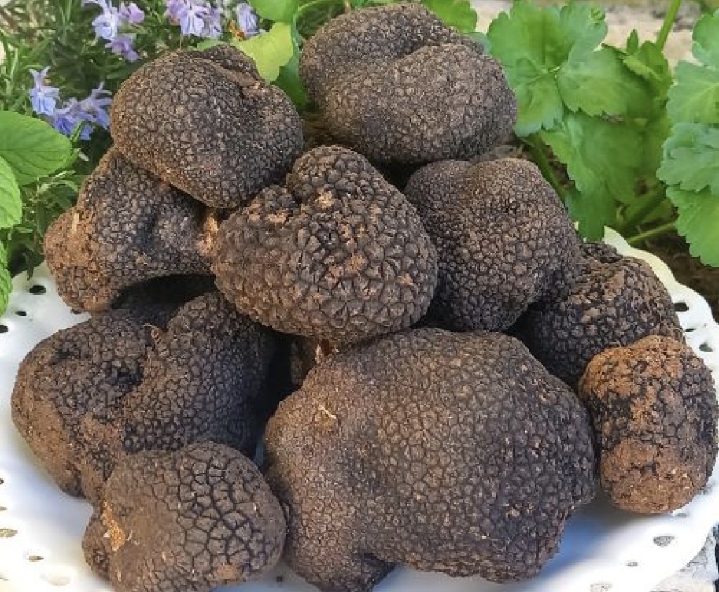 Tartufo Nero Festival: Roccafluvione nel piceno diventa capitale del tubero per eccellenza