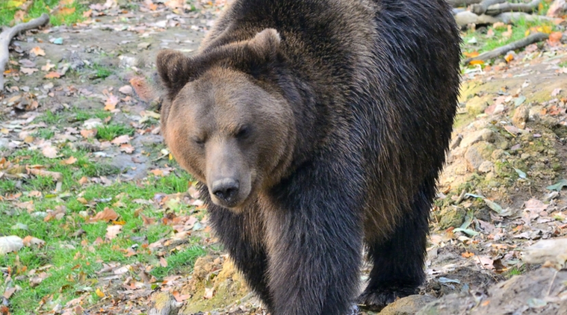 Il Tar del Trentino sospende il &quot;mandato di cattura&quot; per l&#039;orsa JJ4 che aveva ferito due persone sul monte Peller