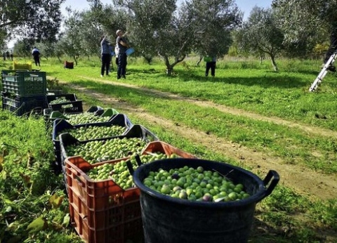 Olivolio ad Imperia ha tastato il polso alla produzione olearia 2024. Ecco cosa aspettarsi e quali prezzi