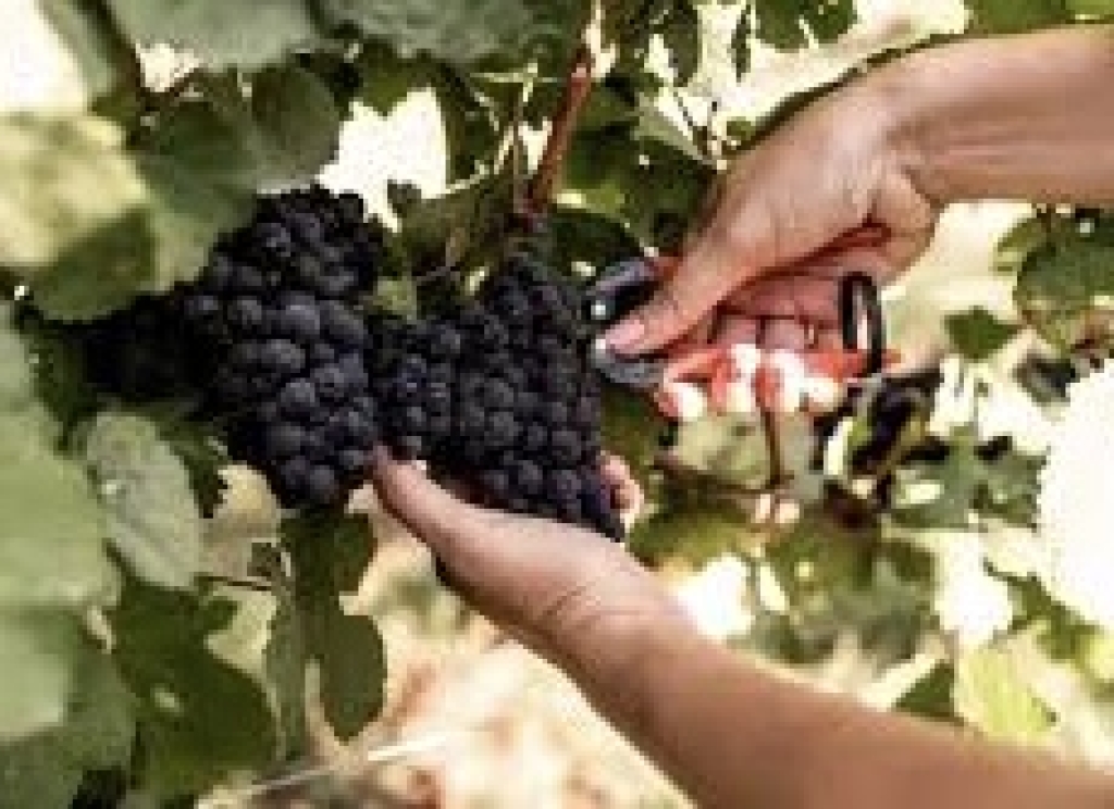 Alta Langa: l’ottima annata per la vendemmia 2024 di Pinot Nero e Chardonnay